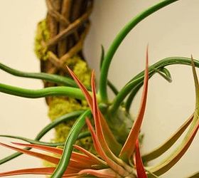 create an air garden with a tillandsia wreath, crafts, gardening, wreaths, A finished product that looks more like modern art than a planting