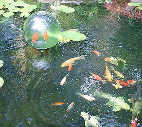 bring your fish above the water enjoy, ponds water features, Fish come up and out of the pond
