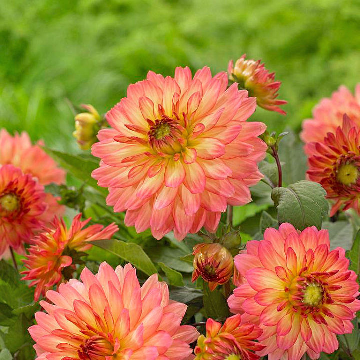 i d like help on growing small dahlia s, gardening