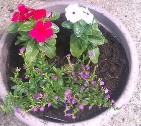bought a couple of plants called cuphea allyson amp then put in my pots with vinca, gardening, Pot on left side of doorway