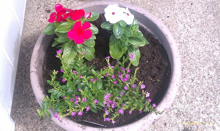 bought a couple of plants called cuphea allyson amp then put in my pots with vinca, gardening, Pot on left side of doorway
