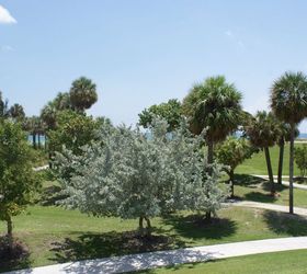 here are some new pictures, gardening, outdoor living, South Park in Miami Beach This is a Silver Buttonwood Tree