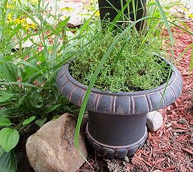 fragrant herbs to make your garden smell wonderful, gardening, thyme and lemon grass in planter