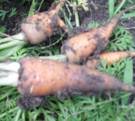 my garden, Carrots