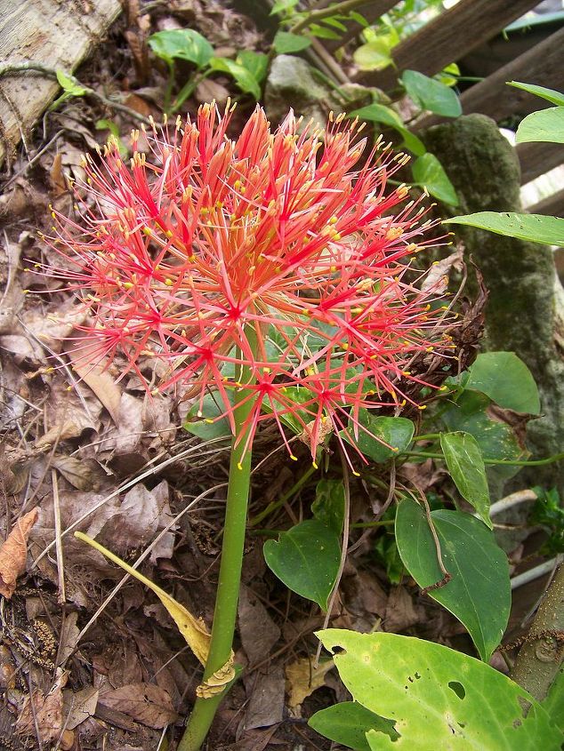 q wow any ideas what this is, flowers, gardening