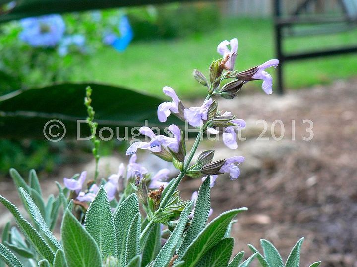 my garden s got the blues and purples, gardening, Blooms on culinary salvia Salvia officinalis