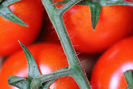 cortar las hojas de las tomateras