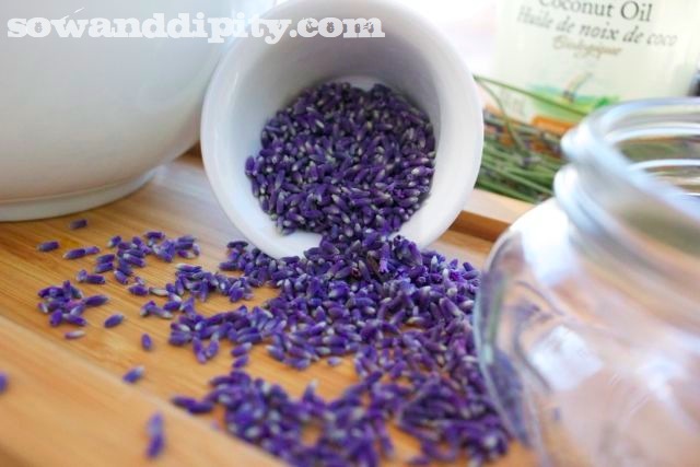 lavender sugar scrub, crafts, Gather fresh lavender flowers I just put a tray on my lap when I m making Lavender wands and collect all the ones that fall off