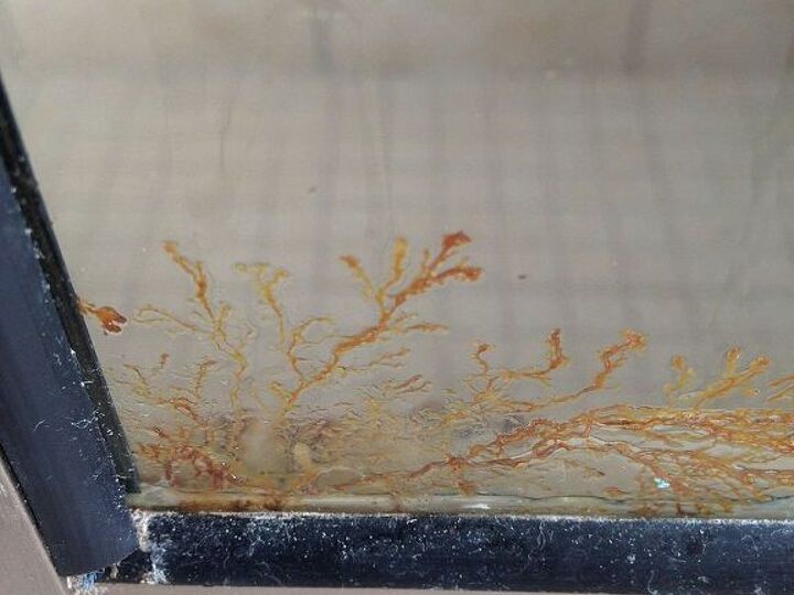 q what is this growing in my shower, bathroom ideas, cleaning tips, home maintenance repairs, Outside of the the shower