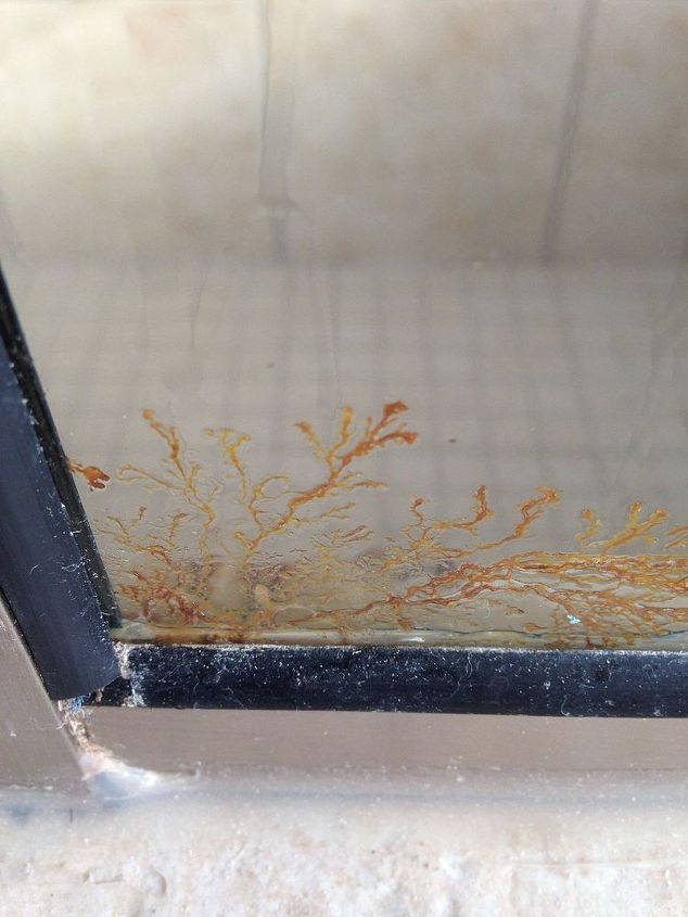 What Is This Growing In My Shower Hometalk