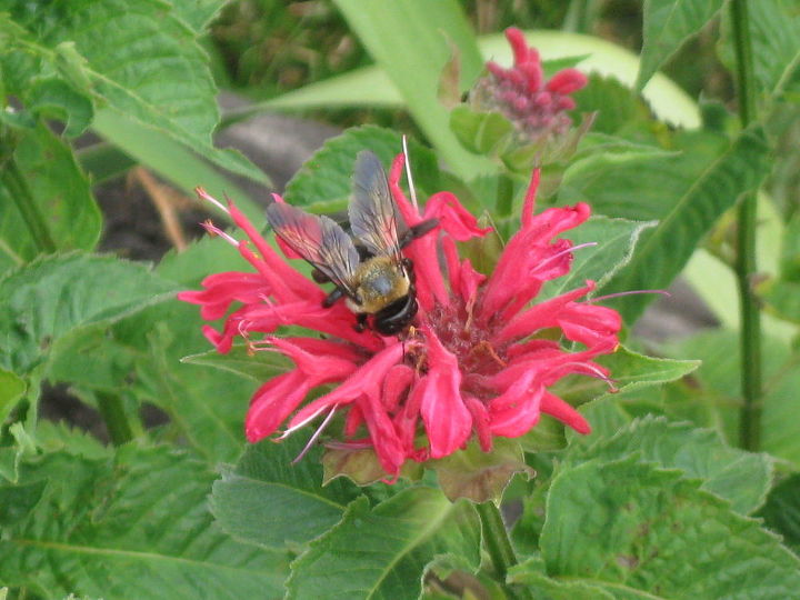 lily amp bee balm w bee on it, gardening