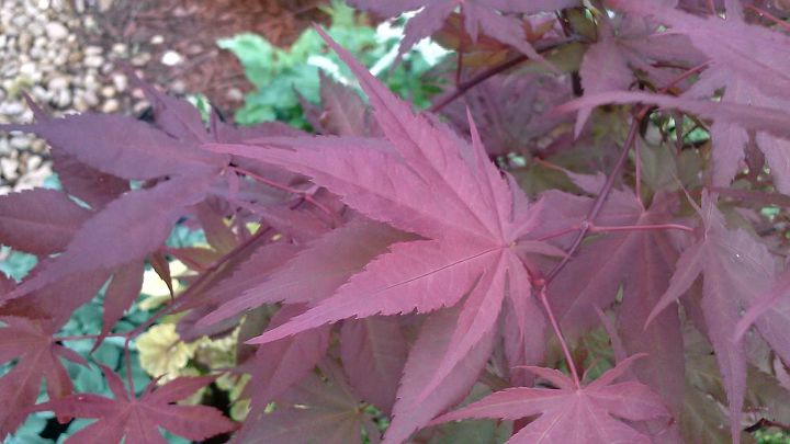 my love affair, Purple Ghost