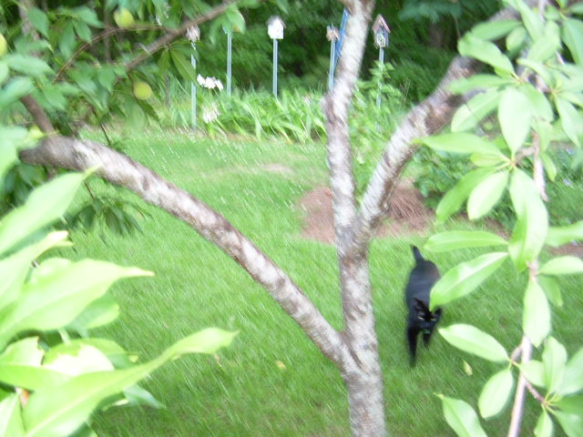 peach trees, gardening, The structure of the heavily laden peach tree The left limb is the one that is dragging