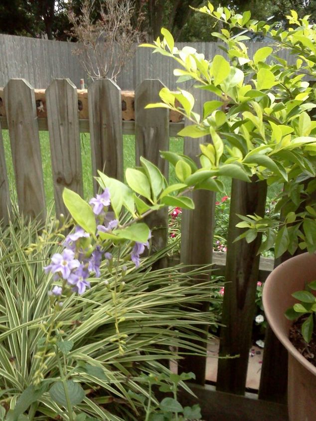 can someone identify this plant for me, flowers, gardening, It s a small bush with light green leaves kinda of leggy and at the end of each branch is a small cluster of lavender flowers This I know that it is not a plumaria bush