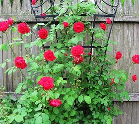 garden blooms, gardening, Climbing rose in the paved garden