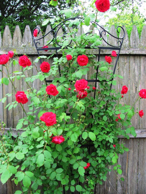 garden blooms, gardening, Climbing rose in the paved garden