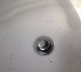 bathroom sink ant infestation, Ants