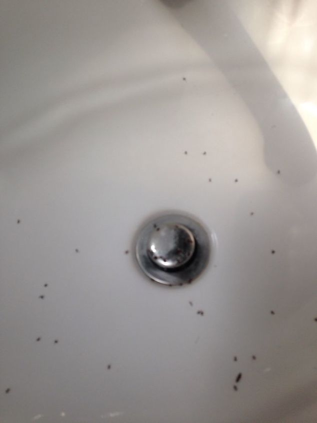 Bathroom Sink Ant Infestation Hometalk - Tiny Ants In My Bathroom Sink