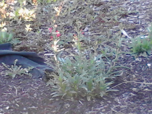 q does anyone know what this plant is called, gardening