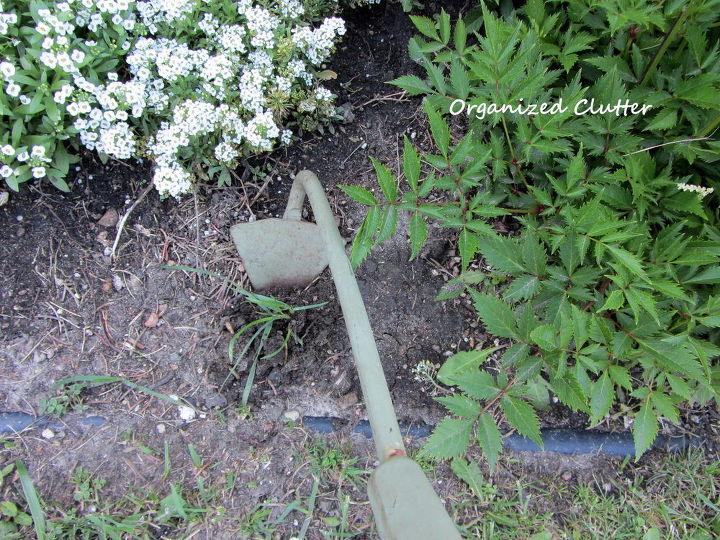 weeding tips, gardening, raised garden beds, While standing I used my long handled tool to dig under the weed roots and all