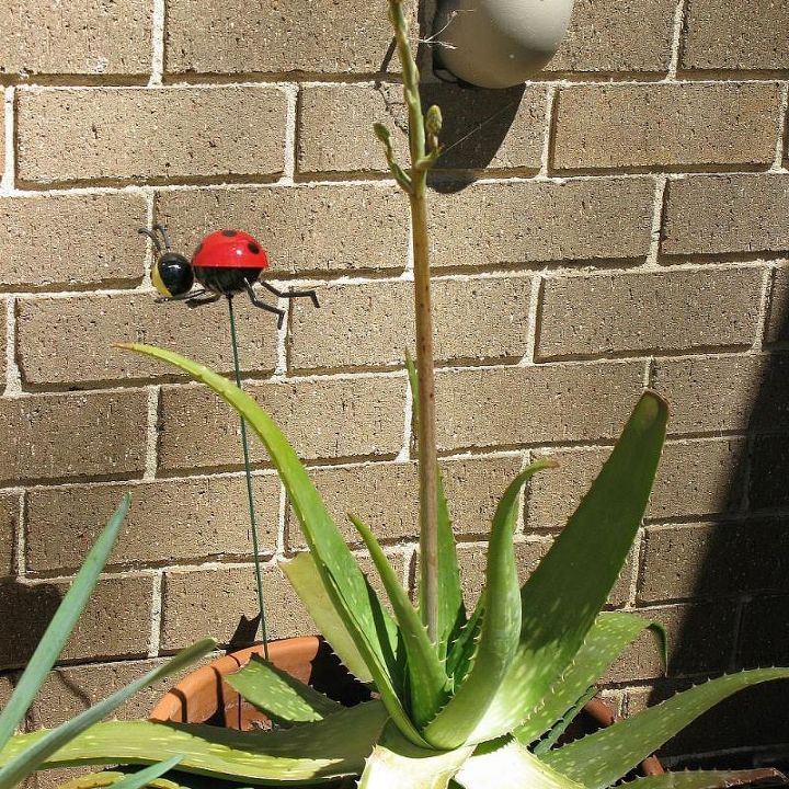 spring time in an australian bush garden, flowers, gardening, This potted Aloe is putting up a flower spike not sure what the flower will look like