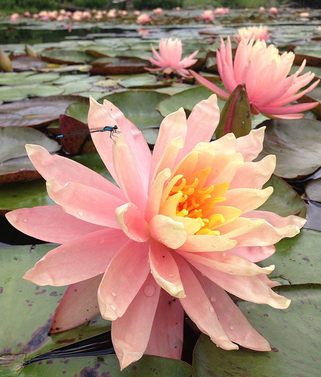 grow waterlilies and lotus in a backyard pond, flowers, gardening, outdoor living, ponds water features, Gorgeous Pink Grapefruit waterlilies add pops of pink across the pond s surface