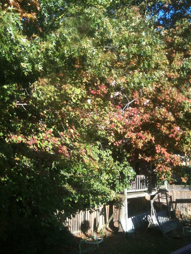 trees in the backyard are just beginning to change color, outdoor living