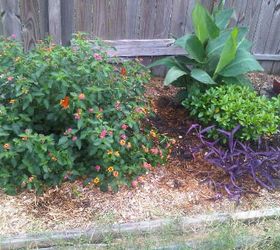 a garden out of no where, flowers, gardening, hibiscus, landscape, outdoor living