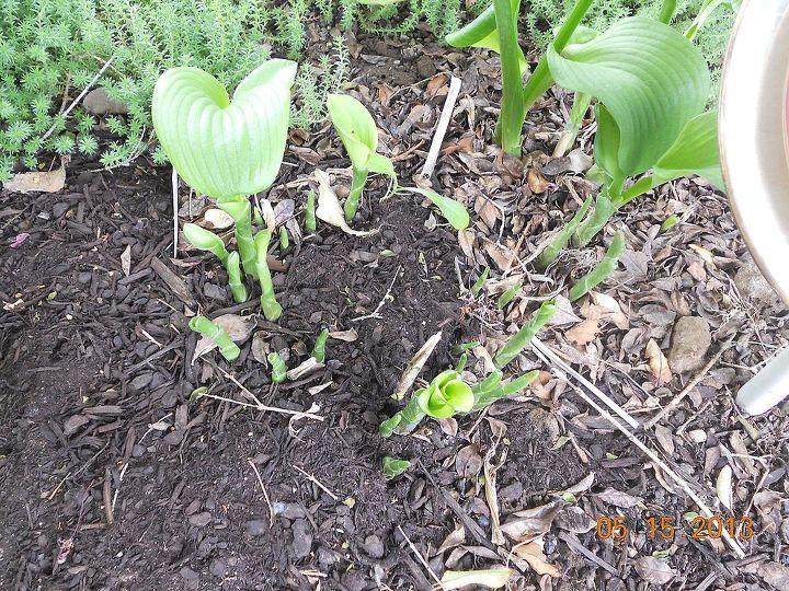 hostas what is happening