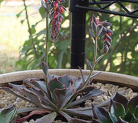 succulents, flowers, gardening, repurposing upcycling, succulents, Lovely flowers