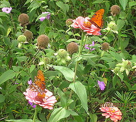 zinnia s and butterflies, flowers, gardening, pets animals