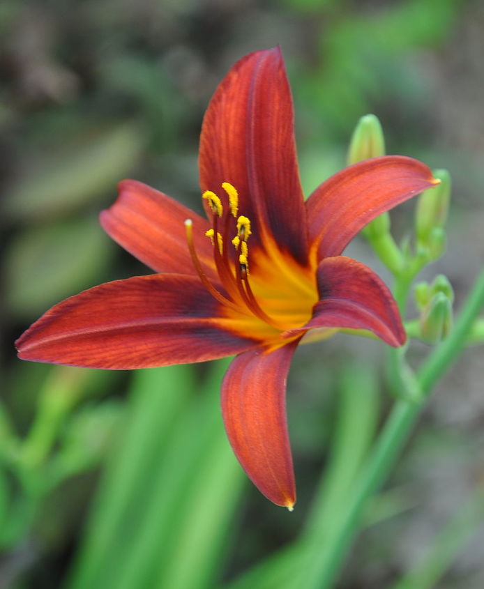 tips on growing daylilies, container gardening, flowers, gardening, perennials, These perennials prefer a well drained loam with a pH approaching neutral