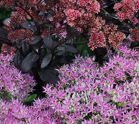 sedums add color to the late summer garden, flowers, gardening, Taller varieties of sedums offer a range of flower colors Everything from white to rose to pink