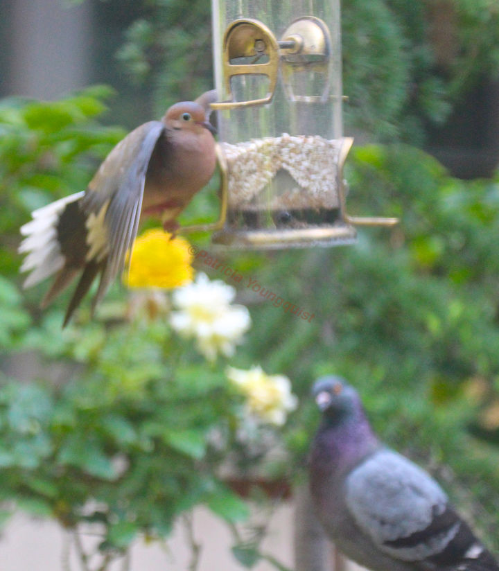 catching crumbs that fall to the floor followup 3 to 8 22 s post, decks, gardening, outdoor living, pets animals, urban living, Gottcha Caught in the Act Mourning Dove Places Toes Under Feeder to Tilt and Spill it View Two Result is Seeds on Garden Floor Bringing Pigeons and Mice