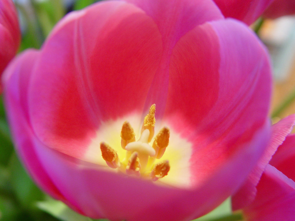 enjoy bountiful blooms with these essential springtime perennial tips, flowers, gardening, hydrangea, perennials