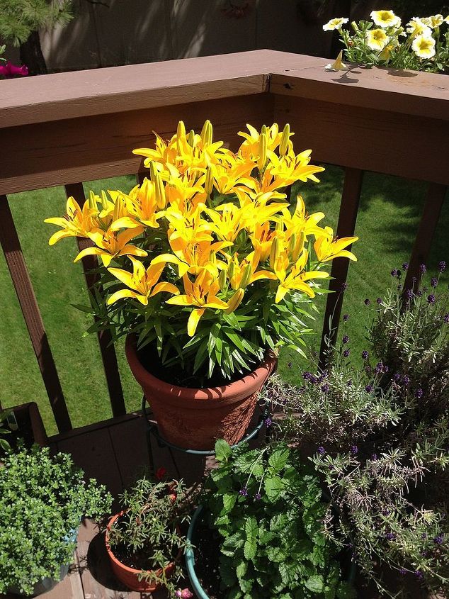 i think this is called an asiatic lily do i need to repot it, gardening