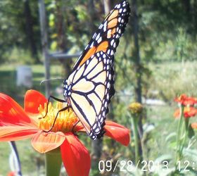 made my day butterflies and bee s still lingering about a monarch, gardening, pets animals