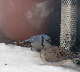 part 4 back story of tllg s rain or shine feeders, outdoor living, pets animals, A resilient bluejay break bread together her at my feeder during nor easter INFO ON BLUEJAYS AND INFO ON MOURNING DOVES