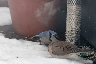 part 4 back story of tllg s rain or shine feeders, outdoor living, pets animals, A resilient bluejay break bread together her at my feeder during nor easter INFO ON BLUEJAYS AND INFO ON MOURNING DOVES