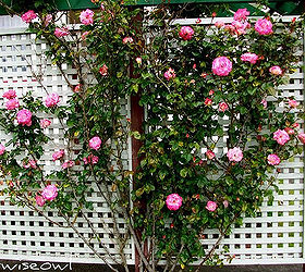 expert advice for building a lattice trellis in your garden, diy, gardening, how to, landscape, outdoor living, Allow roses and other climbing plants to climb the lattice trellis Photo Sirwiseowl Flickr