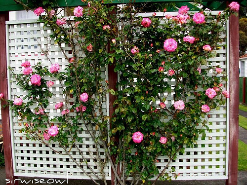 expert advice for building a lattice trellis in your garden, diy, gardening, how to, landscape, outdoor living, Allow roses and other climbing plants to climb the lattice trellis Photo Sirwiseowl Flickr