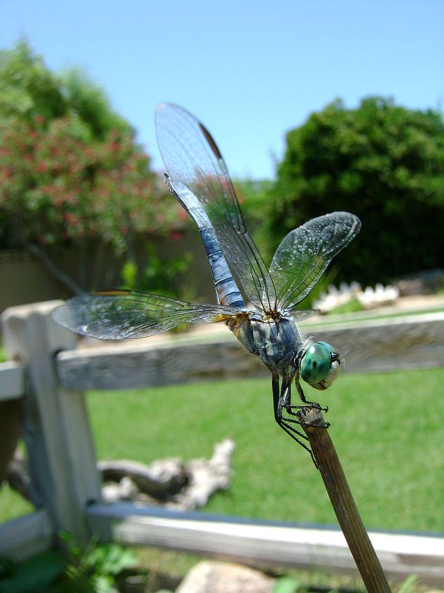 our work, flowers, gardening, outdoor living, pets animals, ponds water features, Dragonflies come in many colors sizes