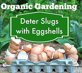 organic gardening how to deter slugs and snails with eggshells, gardening, pest control