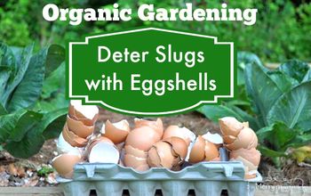 Jardinería ecológica - Cómo disuadir a las babosas y caracoles con cáscaras de huevo