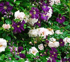 pink rose and purple clematis combination for june, flowers, gardening, Pink Rosa Clematis viticella Etoile Violette and the pink whirls of Lamium maculatum woven together