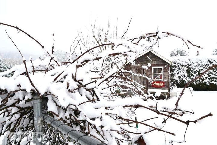 a little rustic shed caught in the snow, outdoor living, Even the grapevines grabbed what they could to look their prettiest