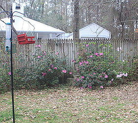 n fl novice gardener advice on rehabilitating azaleas hydrangeas