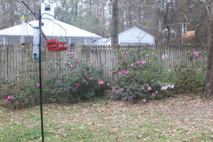 n fl novice gardener advice on rehabilitating azaleas hydrangeas