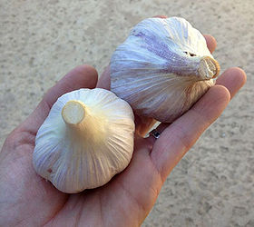 how to plant garlic, gardening, homesteading, Garlic is easy to grow in a sunny patch of your garden There are multiple varieties with different flavors to try