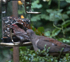 rain or shine bird feeders to perch or not may be the question, container gardening, gardening, outdoor living, pets animals, urban living, A lone mourning dove opts for his her shameless staring at others eating View Two Referred to as Photo Ten in post